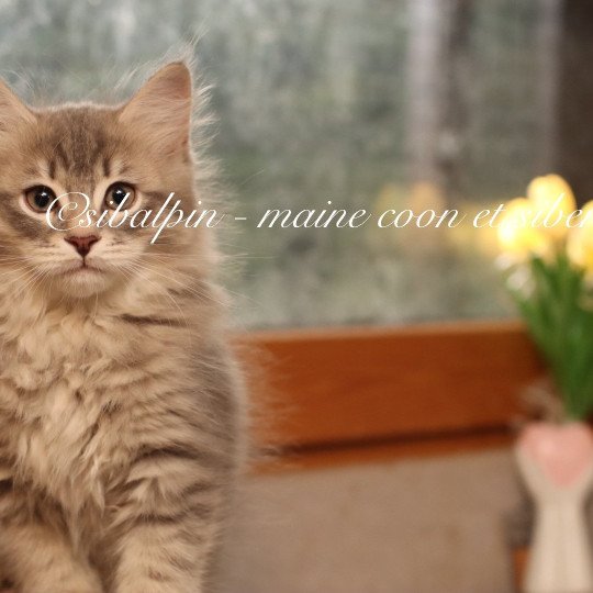 chaton Sibérien blue mackerel tabby Alabama Elevage Sibalpin blue mackerel tabby