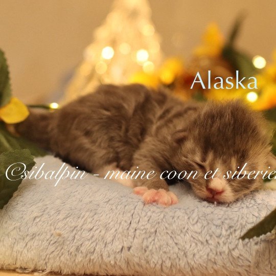 Alaska Mâle Neva Masquerade