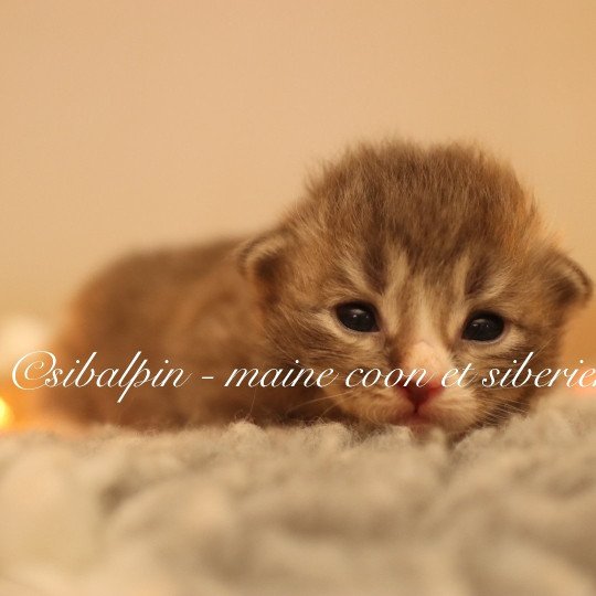 chaton Neva Masquerade & blanc Alaska Elevage Sibalpin  & blanc