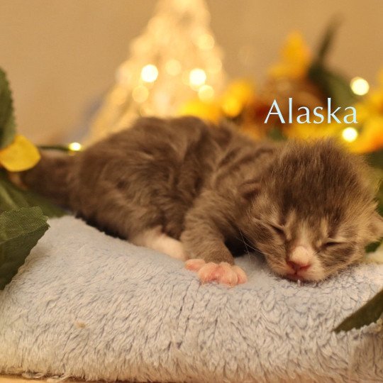 chaton Neva Masquerade Arkansas Elevage Sibalpin  