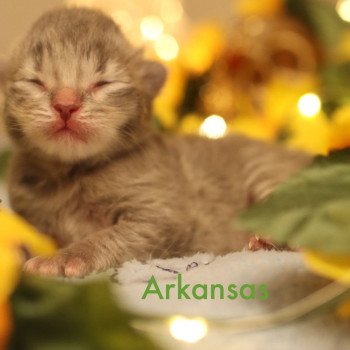 Arkansas Mâle Neva Masquerade