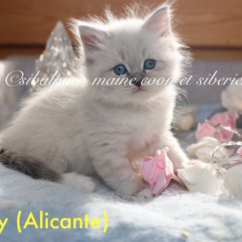 Alicante Femelle Neva Masquerade