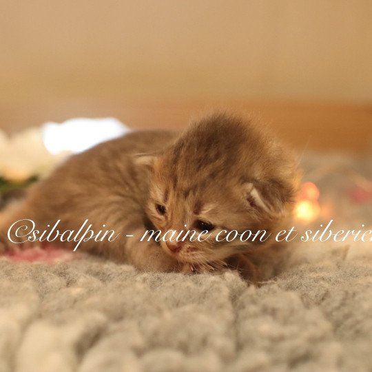 chaton Neva Masquerade smoke Amberley Elevage Sibalpin smoke 