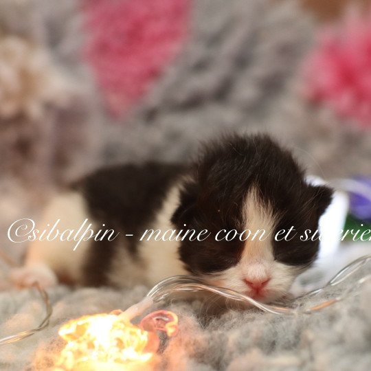 chaton Sibérien black bicolor Athènes Elevage Sibalpin black bicolor