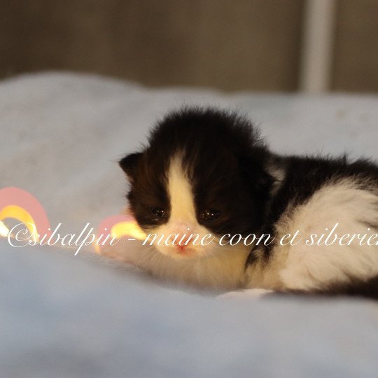 chaton Sibérien black bicolor Athènes Elevage Sibalpin black bicolor