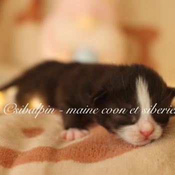 Bali Femelle Sibérien