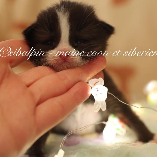 chaton Sibérien black bicolor Bali Elevage Sibalpin black bicolor