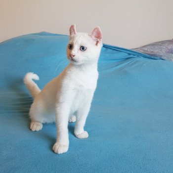 Relax Natdea Chat Highlander Highland Lynx A Vendre Relax Natdea Chat Highlander Highland Lynx A Vendre