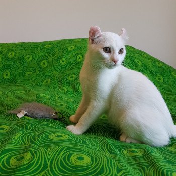 Roxy Natdea Chat Highlander Highland Lynx A Vendre Roxy Natdea Chat Highlander Highland Lynx A Vendre
