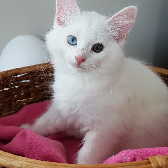 Scratch Natdea Chat Highlander Highland Lynx A Vendre