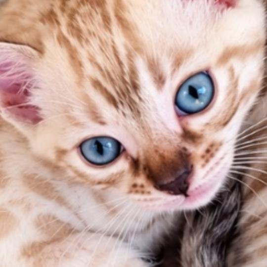 chaton Bengal white snowshoe Chatterie du Parc des Duchesses white snowshoe