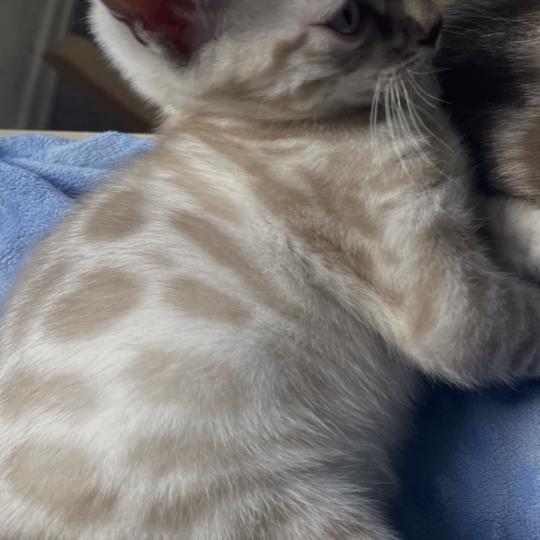 chaton Bengal white snowshoe BORIS Chatterie du Parc des Duchesses white snowshoe