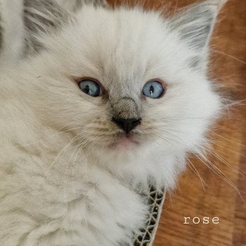 3e chaton (Portée R'Hermione ❤ ELTON 2022) - Mâle blue mitted Mâle Ragdoll