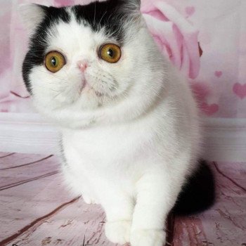 Addict Pennywise Mâle Exotic Shorthair