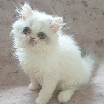 Chaton Persan A Vendre Annonces De Chat Persan A Adopter Partout En Chaton Persan A Vendre Annonces De Chat Persan A Adopter Partout En