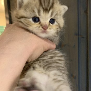 T Samy Du Val Des Tresors Chat British Shorthair A Vendre
