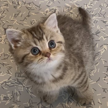 T Samy Du Val Des Tresors Chat British Shorthair A Vendre