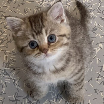 T Samy Du Val Des Tresors Chat British Shorthair A Vendre