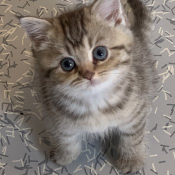 T Samy Du Val Des Tresors Chat British Shorthair A Vendre