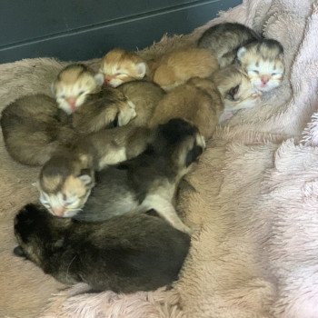 Chatons British Golden Longhair du Val des Trésors Mâle British Longhair