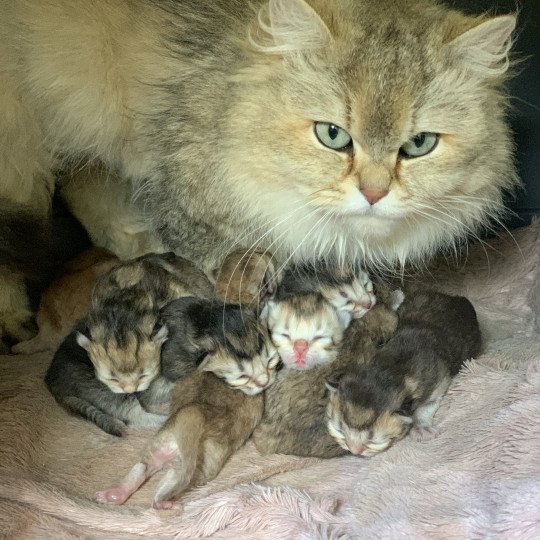 chaton British Longhair chocolate black golden shaded shell Chatons British Golden Longhair Élevage du Val des Trésors chocolate black golden shaded shell