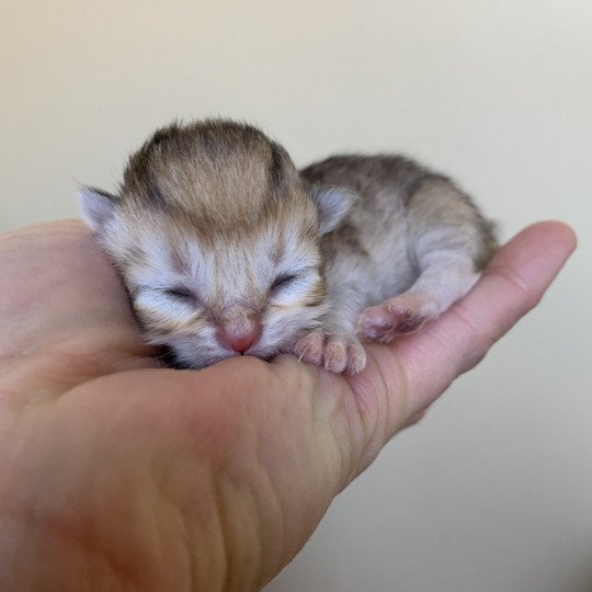 chaton British Longhair chocolate black golden shaded shell Chatons British Golden Longhair Élevage du Val des Trésors chocolate black golden shaded shell