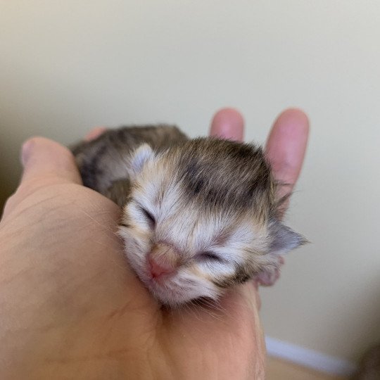 chaton British Longhair chocolate black golden shaded shell Chatons British Golden Longhair Élevage du Val des Trésors chocolate black golden shaded shell