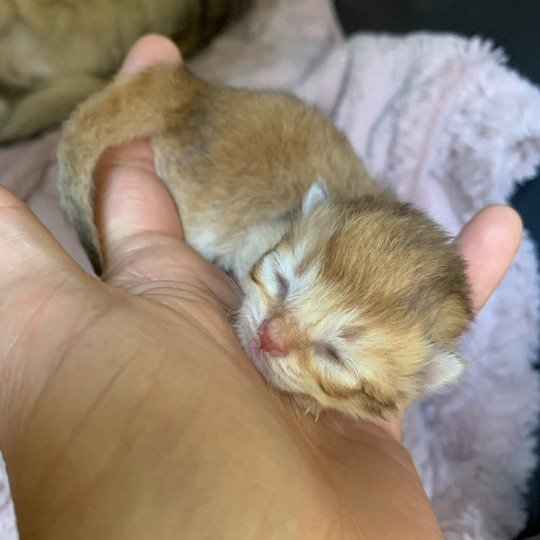 chaton British Longhair chocolate black golden shaded shell Chatons British Golden Longhair Élevage du Val des Trésors chocolate black golden shaded shell