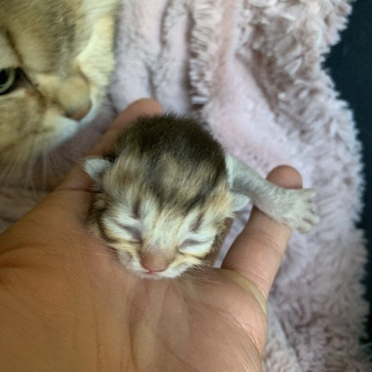 chaton British Longhair chocolate black golden shaded shell Chatons British Golden Longhair Élevage du Val des Trésors chocolate black golden shaded shell