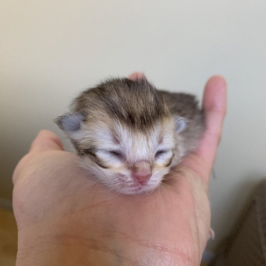 chaton British Longhair chocolate black golden shaded shell Chatons British Golden Longhair Élevage du Val des Trésors chocolate black golden shaded shell