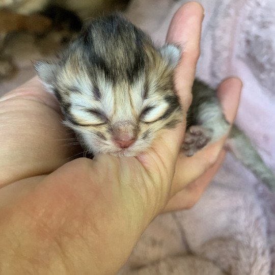 chaton British Longhair chocolate black golden shaded shell Chatons British Golden Longhair Élevage du Val des Trésors chocolate black golden shaded shell