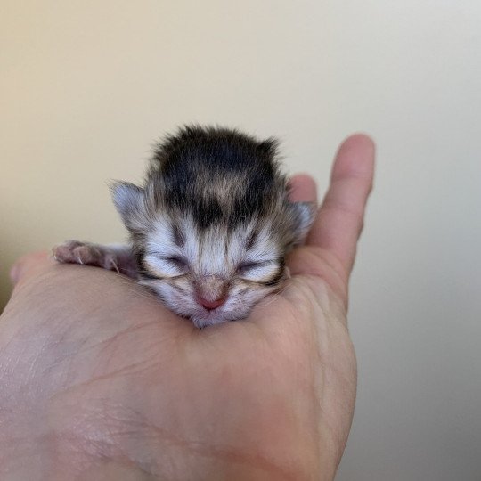 chaton British Longhair chocolate black golden shaded shell Chatons British Golden Longhair Élevage du Val des Trésors chocolate black golden shaded shell