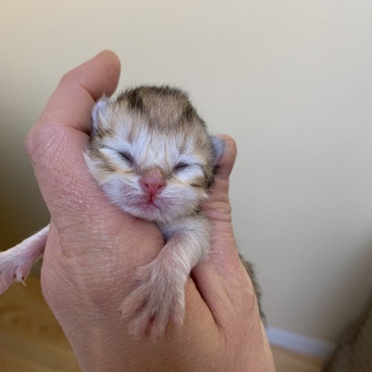 chaton British Longhair chocolate black golden shaded shell Chatons British Golden Longhair Élevage du Val des Trésors chocolate black golden shaded shell