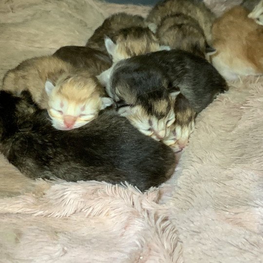 chaton British Longhair chocolate black golden shaded shell Chatons British Golden Longhair Élevage du Val des Trésors chocolate black golden shaded shell
