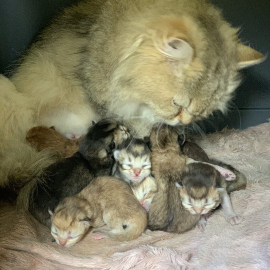 chaton British Longhair chocolate black golden shaded shell Chatons British Golden Longhair Élevage du Val des Trésors chocolate black golden shaded shell