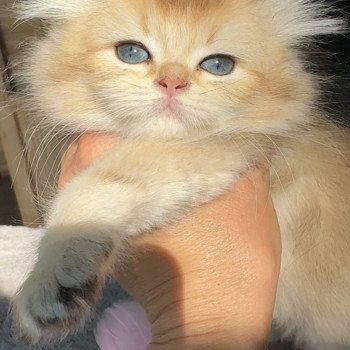 Chatons British Golden Longhair du Val des Trésors Non défini British Longhair