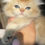 Chatons British Golden Longhair du Val des Trésors Non défini British Longhair Chatons British Golden Longhair du Val des Trésors Non défini British Longhair