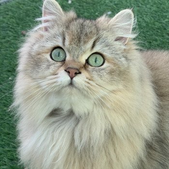 Rebelle (RoseMary) Femelle British Longhair