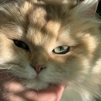 Reyano Mâle British Longhair