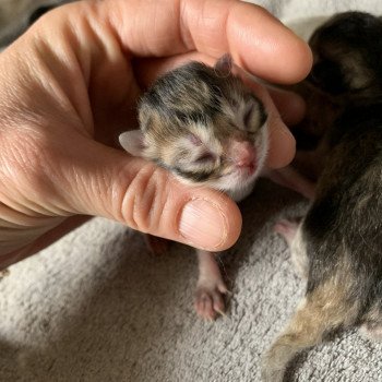Chatons A Vendre Chat Et Chaton Com Chatons A Vendre Chat Et Chaton Com
