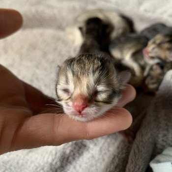 Chats Poils Long Chat Et Chaton Com