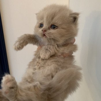 annonces de chats de race a adopter chatons a vendre et chats retraites