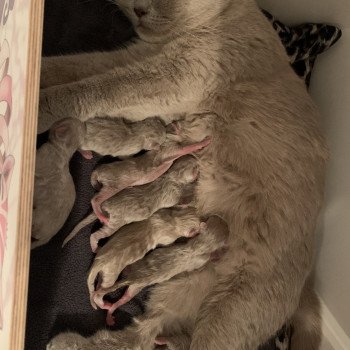 Chatons A Vendre Chat Et Chaton Com Chatons A Vendre Chat Et Chaton Com