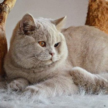 Big Jack Feline CHRISTI Mâle British Shorthair