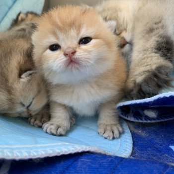 British Shorthair Caractere Look Sante Cout Et Eleveurs