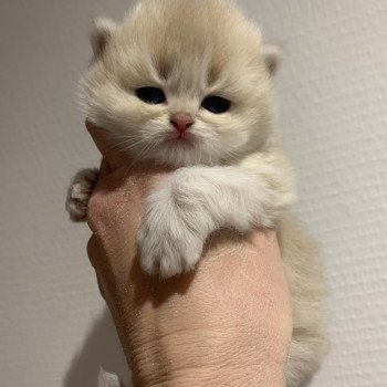 T Leloo Du Val Des Tresors Chat British Longhair A Vendre