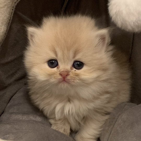 T Leloo Du Val Des Tresors Chat British Longhair A Vendre