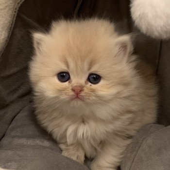 Elevage Du Val Des Tresors Elevage De Chat British Longhair Highland Fold British Shorthair