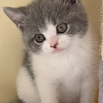 Ti Louise du Val des Trésors Femelle British Shorthair