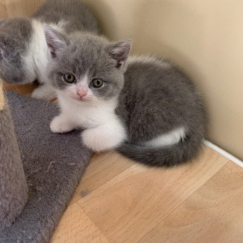 T'MISHKA du Val des Trésors Femelle British Shorthair